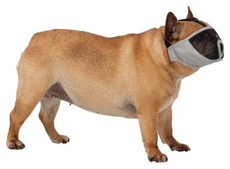 Munkorg för kortnosiga, polyester, S-M: 31 cm, grå