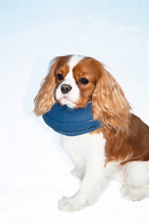 Hundkrage PetNation, uppblåsbar, nr 3, S 24-31 cm, blå