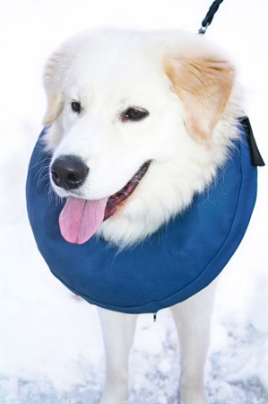 Hundkrage PetNation, uppblåsbar, nr 7, L-XL 66-78 cm, blå