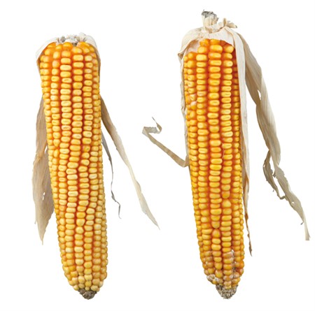 Majskolv 2-pack 250 g