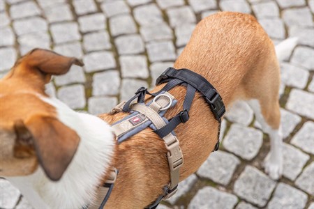 Stay Panic-adapter för sele, S–M: 38–57 cm/15 mm, svart